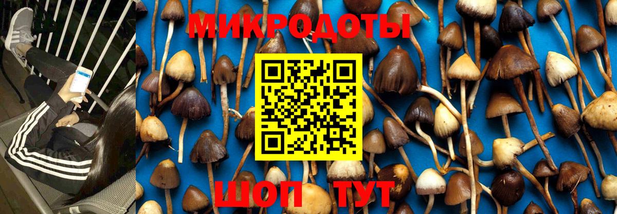 Галлюциногенные грибы GOLDEN TEACHER  Вход с VPN  закладки  Галлюциногенные грибы GOLDEN TEACHER  Канск 